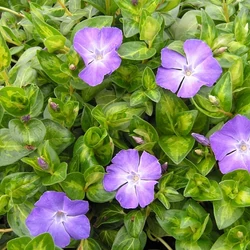 Tarkalevelű meténg   VINCA MAJOR MACULATA CS9×9