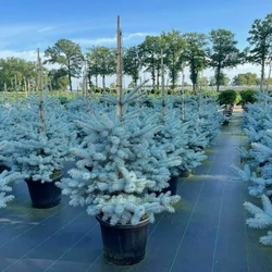 Ezüstfenyő    PICEA PUNGENS EDITH 80/100 K35