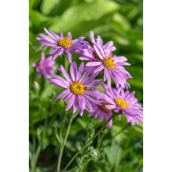 Évelő őszirózsa ASTER ROSA ERFRÜHLUNG CS15