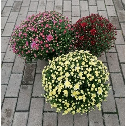 Krizantém CHRYSANTHEMUM CS17