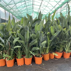 Papagájvirág  STRELITZIA REGINAE K3