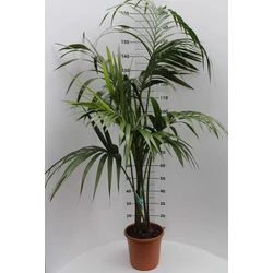 Kenciapálma HOWEA FORSTERIANA 5 NÖVÉNY/CSERÉP 180CM K12