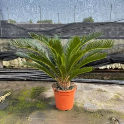 Szágópálma   CYCAS REVULATA K5