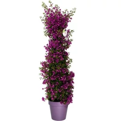 Murvafürt   BOUGAINVILLEA ALEXANDRA PIRAMIS 110CM K9