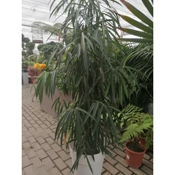 Fűzlevelű fikusz FICUS BINNENDIIJKII ALII CS27