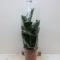 Agglegénypálma ZAMIOCULCAS ZAMIIFOLIA 10+ CS21