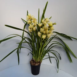 Csónakorchidea 5 FÜRTÖS CS14  