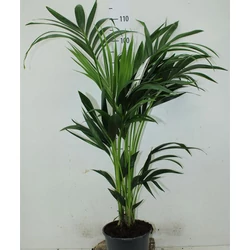 Kenciapálma HOWEA FORSTERIANA 140CM CS21