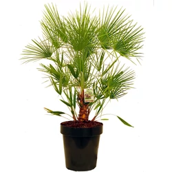 Törpe lószőrpálma CHAMAEROPS HUMILIS K45