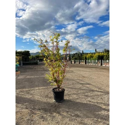 Japán juhar   ACER PALMATUM CORALLINUM 120/150 K30