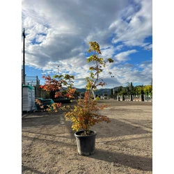 Japán juhar   ACER PALMATUM KATSURA 120/150 K25