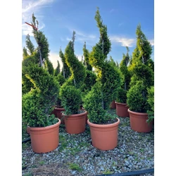 Arany lombú leyland ciprus CUPRESSOCYPARIS LEYLANDII CASTLEWELLAN GOLD SPIRÁL 100/+ K30
