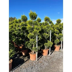 Arany lombú leyland ciprus CUPRESSOCYPARIS LEYLANDII CASTLEWELLAN GOLD POM-PON 150/175 K25