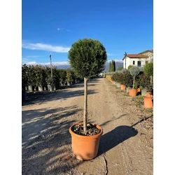 Leyland ciprus   CUPRESSOCYPARIS LEYLANDII PYRAMIDALIS T50 K15