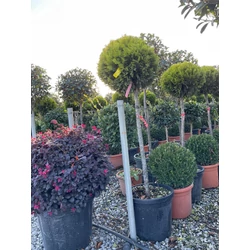 Arany lombú leyland ciprus CUPRESSOCYPARIS LEYLANDII GOLD RIDER T80 K30