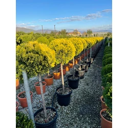 Arany lombú leyland ciprus CUPRESSOCYPARIS LEYLANDII GOLD RIDER T80 K35