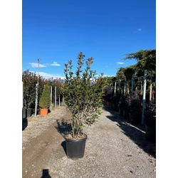 Örökzöld korallberkenye   PHOTINIA FRASERI COMPACTA 100/120 K20