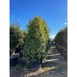 Örökzöld korallberkenye   PHOTINIA FRASERI RED ROBIN KÚP 200/250 K230