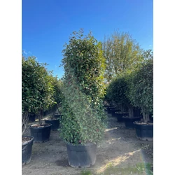 Örökzöld korallberkenye   PHOTINIA FRASERI RED ROBIN HENGER 250/+ K230