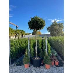 Keskenylevelű babérmeggy   PRUNUS LAUROCERASUS OTTO LUYKEN T180 K110