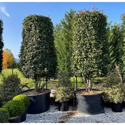 Örökzöld korallberkenye   PHOTINIA FRASERI RED ROBIN TÖBBTÖRZSES HENGER FORMA K600