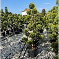 Arany lombú leyland ciprus CUPRESSOCYPARIS LEYLANDII CASTLEWELLAN GOLD POM-PON 140/160 K35