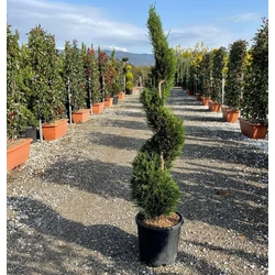 Leyland ciprus   CUPRESSOCYPARIS LEYLANDII SPIRÁL 120/140 K18