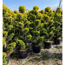 Arany lombú leyland ciprus CUPRESSOCYPARIS LEYLANDII GOLD RIDER BONSAI 160/180 K35