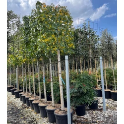 Amerikai ámbrafa   LIQUIDAMBAR STYRACIFLUA T200 FAL 16/18 K90