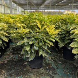 Márványos babérsom   AUCUBA JAPONICA CROTONIFOLIA GOLD 60/80 K15