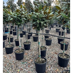 Örökzöld liliomfa   MAGNOLIA GRANDIFLORA GALLISONIENSIS T1/2 K25