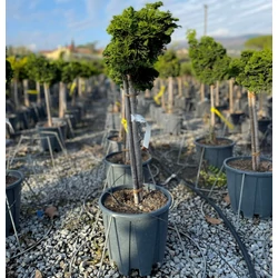 Hinoki hamisciprus   CHAMAECYPARIS OBTUSA NANA GRACILIS T1/4 K10