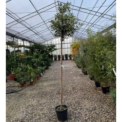 Örökzöld korallberkenye   PHOTINIA FRASERI PINK MARBLE T200 6/8 K15