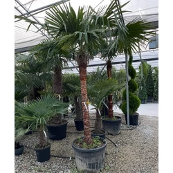 Kínai kenderpálma  CHAMAEROPS EXCELSA TISZTÍTOTT TÖRZS T120/140 200/250 K70-110