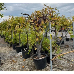 Bortermő szőlő   VITIS VINIFERA ÖREG TÖRZS KÉK CSEMEGE 20/30 K90-110