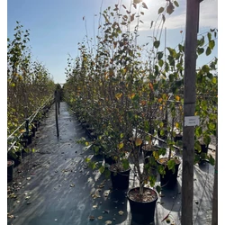 Himalájai nyír   BETULA UTILIS JACQUEMONTII 200/250 K30