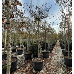 Csavartágú mogyoró   CORYLUS AVELLANA CONTORTA T200 18/20 K110