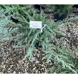 Fövenyboróka    JUNIPERUS CONFERTA SCHLAGER 40/+ K10