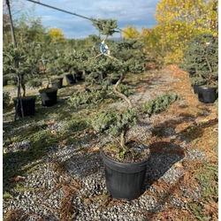 Fövenyboróka    JUNIPERUS CONFERTA SCHLAGER BONSAI K30