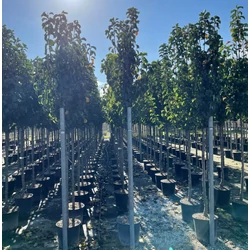 Kínai vadkörte   PYRUS CALLERYANA CHANTICLEER T200 10/12 K25
