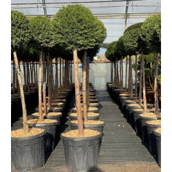 Közönséges tiszafa   TAXUS BACCATA T1/2 K30