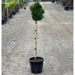 Hinoki hamisciprus   CHAMAECYPARIS OBTUSA NANA GRACILIS T1/2 K9-12