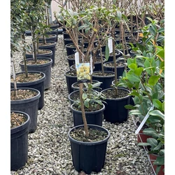 Papírcserje    EDGEWORTHIA CHRYSANTHA T1/4 K9