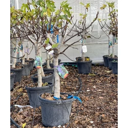Füge FICUS CARICA T1/4 K40