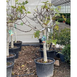 Füge FICUS CARICA T100/110 K55