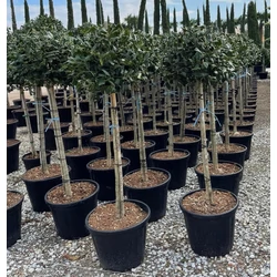 Közönséges magyal   ILEX MUTCHAGARA NELLIE R. STEVENS T1/2 50/60 K25-30
