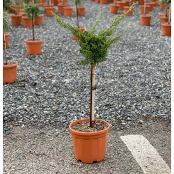 Kínai boróka   JUNIPERUS CHINENSIS T1/4 K5    