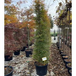 Közönséges bükk   FAGUS SYLVATICA ASPLENIIFOLIA 200/250 K70