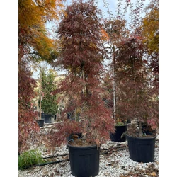 Szeldelt levelű japán juhar ACER PALMATUM DISSECTUM INABA SHIDARE NYÍRT 200/250 K70