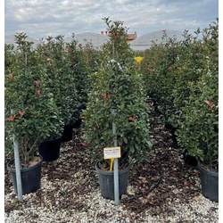 Örökzöld korallberkenye   PHOTINIA FRASERI COMPACTA KÚP 160/180 K25